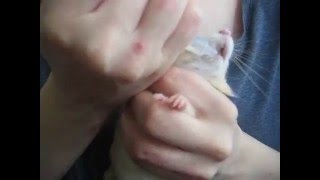 Download Lagu Lääkkeen anto rotalle / Giving medication to a pet rat MP3