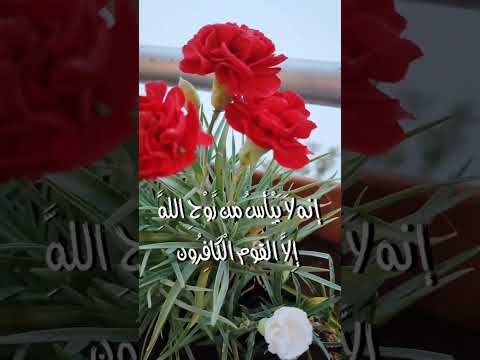 إنه لا ييأس من روح الله إلا القوم الكافرون بصوت القارئ الشيخ 635