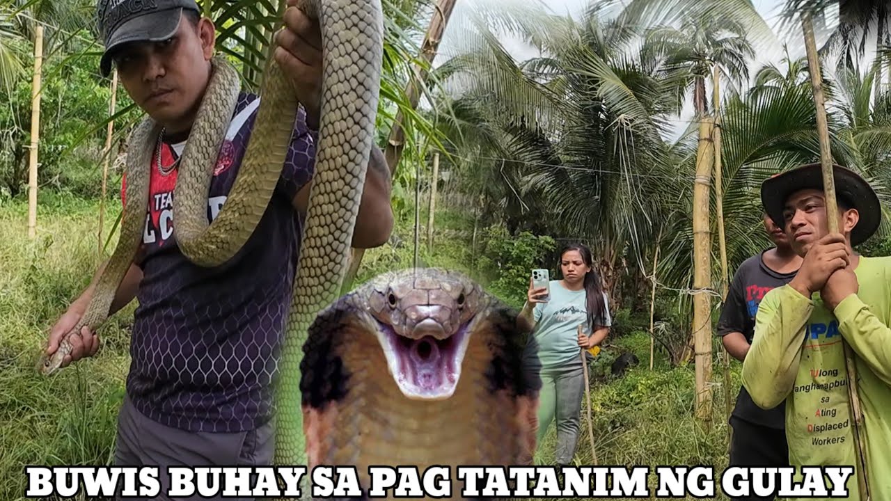 NASA BUKID ANG HANAP BUHAY AT KAMATAY@N KING COBRA SA DOLORES QUEZON 
