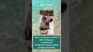 Sea Lions