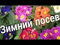 Как сеять примулу зимой. Стратификации семян. ТРИ СПОСОБА!