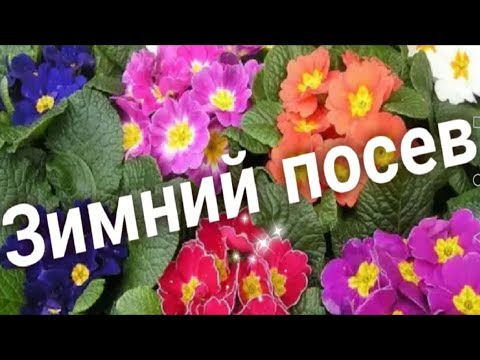 Как сеять примулу зимой. Стратификации семян. ТРИ СПОСОБА!