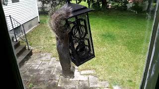 Cat TV: Acorn the Squirrel Drops By..But His Friends Aren't Around