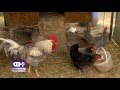 Фарма на кокошки (Еп.2)