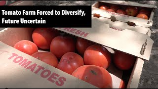 Tomato Farm Forced to Diversify, Future Uncertain