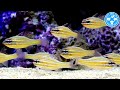 【チャーム】海水魚 キンセンイシモチ Apogon properuptus テンジクダイ charm動画