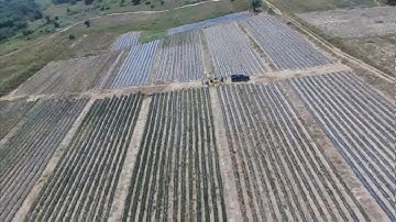 Pineapple Value Chain Project Carp+