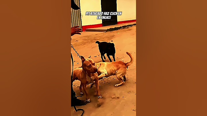 #pitbull es mordido por un # perro tipo Labrador  #agresividadcanina