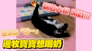 問幼犬邊牧「想喝奶嗎？」　牠正確回覆+折手翻肚❤│寵物│狗狗│Pet│