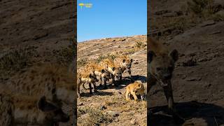 The Unexpected Twist When Hyenas Surrounded A Baby Lion??