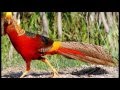 Зоопарк. Птицы с разноцветным оперением - фазаны