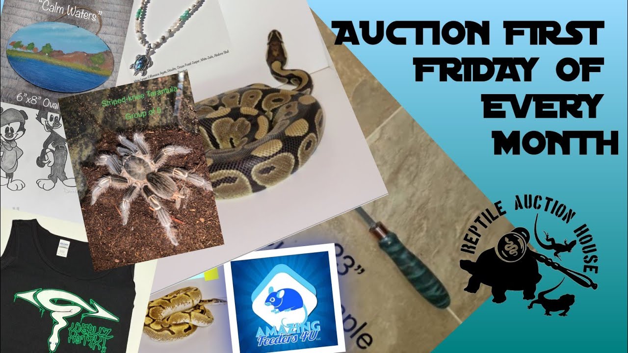 Current lineup Reptile Auction House YouTube