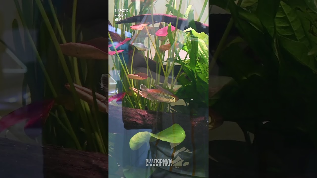 Нимфея Перу Пуэрто Мальдонадо