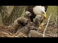 Decorah Eagles 5-4-19, 2:10 pm Mom feeds squirrel to the eaglets