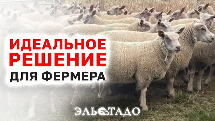 Те самые овцы, которых вы искали! Овцы Шароле в России! Овцеводство как бизнес! Разведение овец