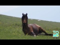 Une ivrogne vole un cheval pour aller voler de la bière