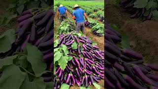 Harvesting A Lot Brinjal