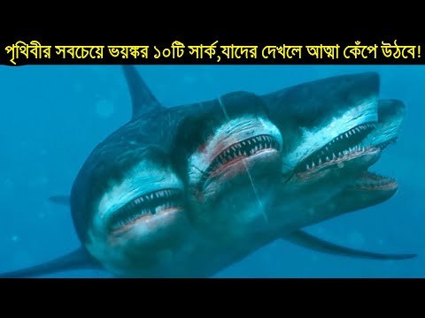 ভিডিও: এখানে কি ৫ মাথাওয়ালা হাঙ্গর আছে?