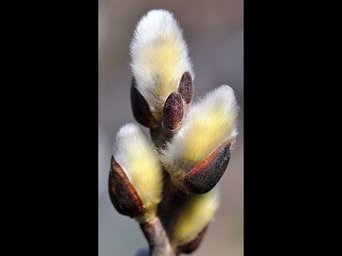 Pūpoli ar pasteli 1.daļa