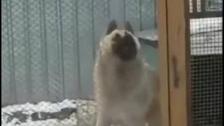 Dancing Dog Native American Song by D. Vincent 399,436 views 7 years ago 2 minutes, 7 seconds