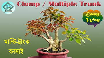 Part-18 | How to make Multi-trunk Bonsai | Clump Style Bonsai Tips | Clump Bonsai | Ficus rumphii |