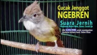 MASTERAN CUCAK JENGGOT  || NGEBREN || SUARA JERNIH. cocok Buat Murai Batu, Cucak Hijau Dan Kacer .