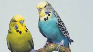 آواز خواندن پرنده زیبا مرغ عشق Singing love bird