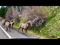 Big Horn Sheep: Rams on the Road