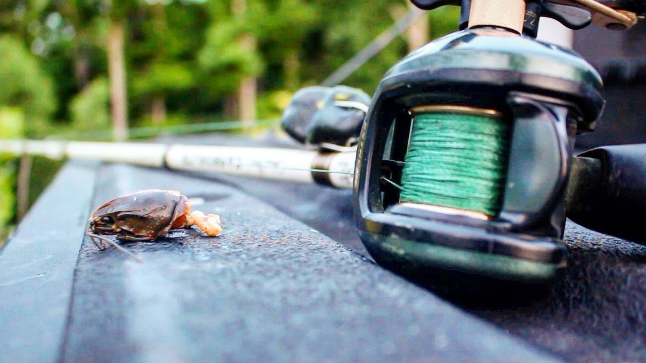 Bass PUKES Up KEY Bait While Fishing a NEW Pond 