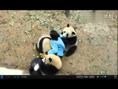 [ Panda ] Mei nurse was three panda siege, 大熊貓】梅奶媽遭三滾滾圍攻.flv