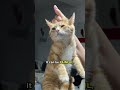DON’T Lift A Cat By Scruff! ☹️