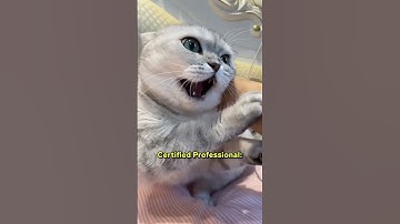 DON’T Lift A Cat By Scruff! ☹️