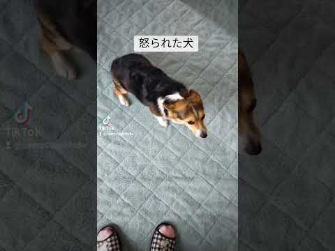 新しいテントにチッコして怒られる犬#コーギー#犬#コゲパン