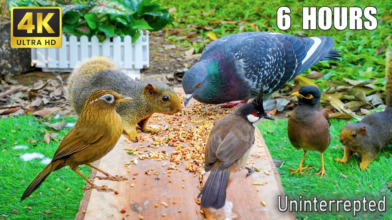 Cat TV for Cats to Watch 😺 Watch Birds & Squirrels Playfully Interact 🐿️ Magical 4K HDR Videos
