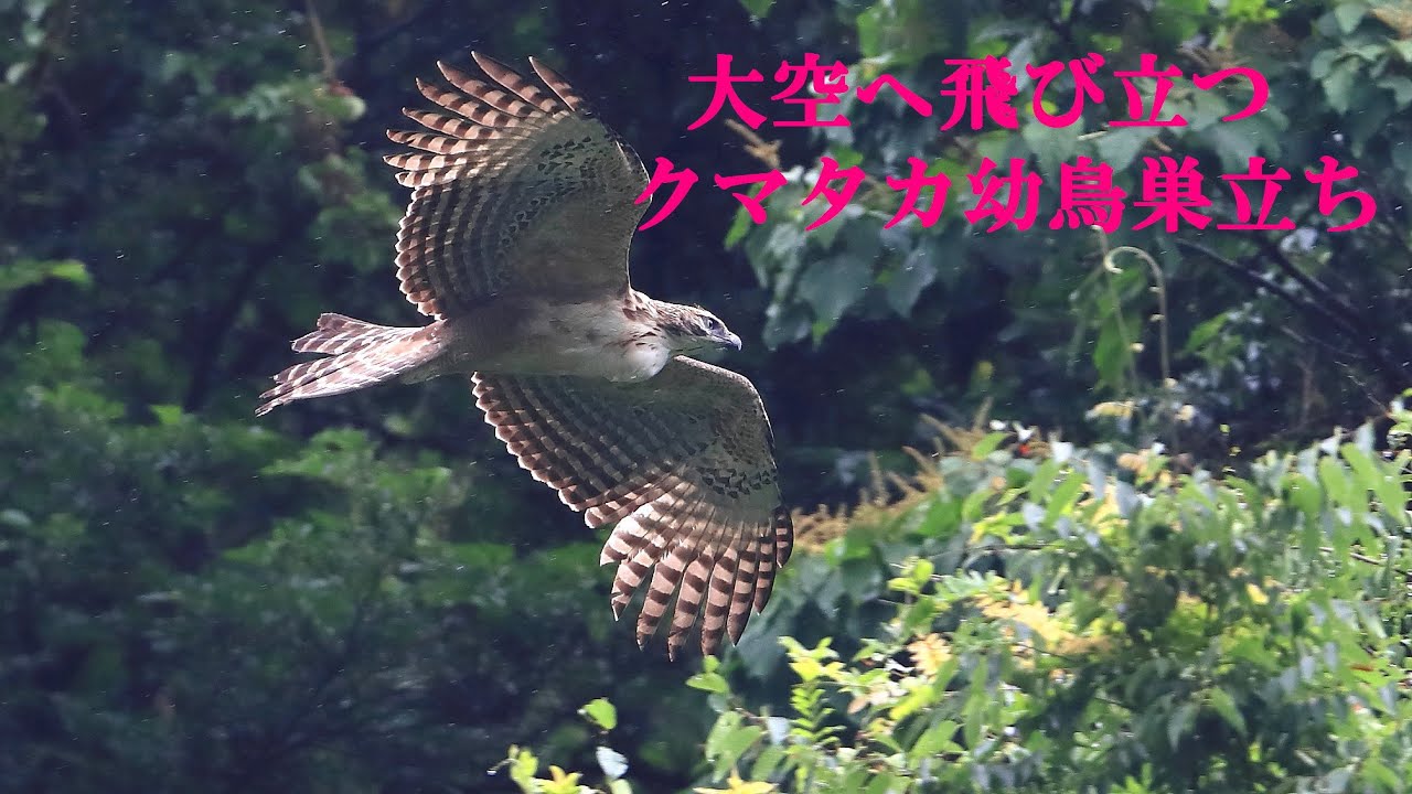 クマタカ幼鳥大空へ飛び立つ 猛禽 クマタカ 幼鳥 巣立ち 森の王者 Youtube