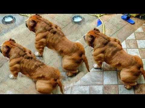 فيديو: تقلصات العضلات في الكلاب الاسكتلندية