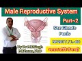 Male Reproductive System | Anatomy of Sex Glands &amp; Penis | HAP-II | BP201T | L~60