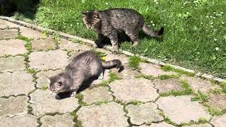🤗🐈❤️ #catlovers #catlife #cat #funnyanimals #кіт #cake #pisica #funny #music #song by Our cute Cats - Наші милі Котики 86 views 3 weeks ago 5 minutes, 32 seconds