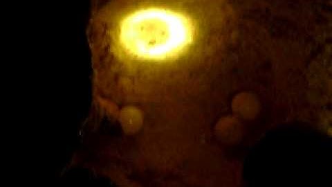 laying eggs at night @ turtle island Borneo Malaysia