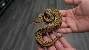 Hypo Clown Combos & More