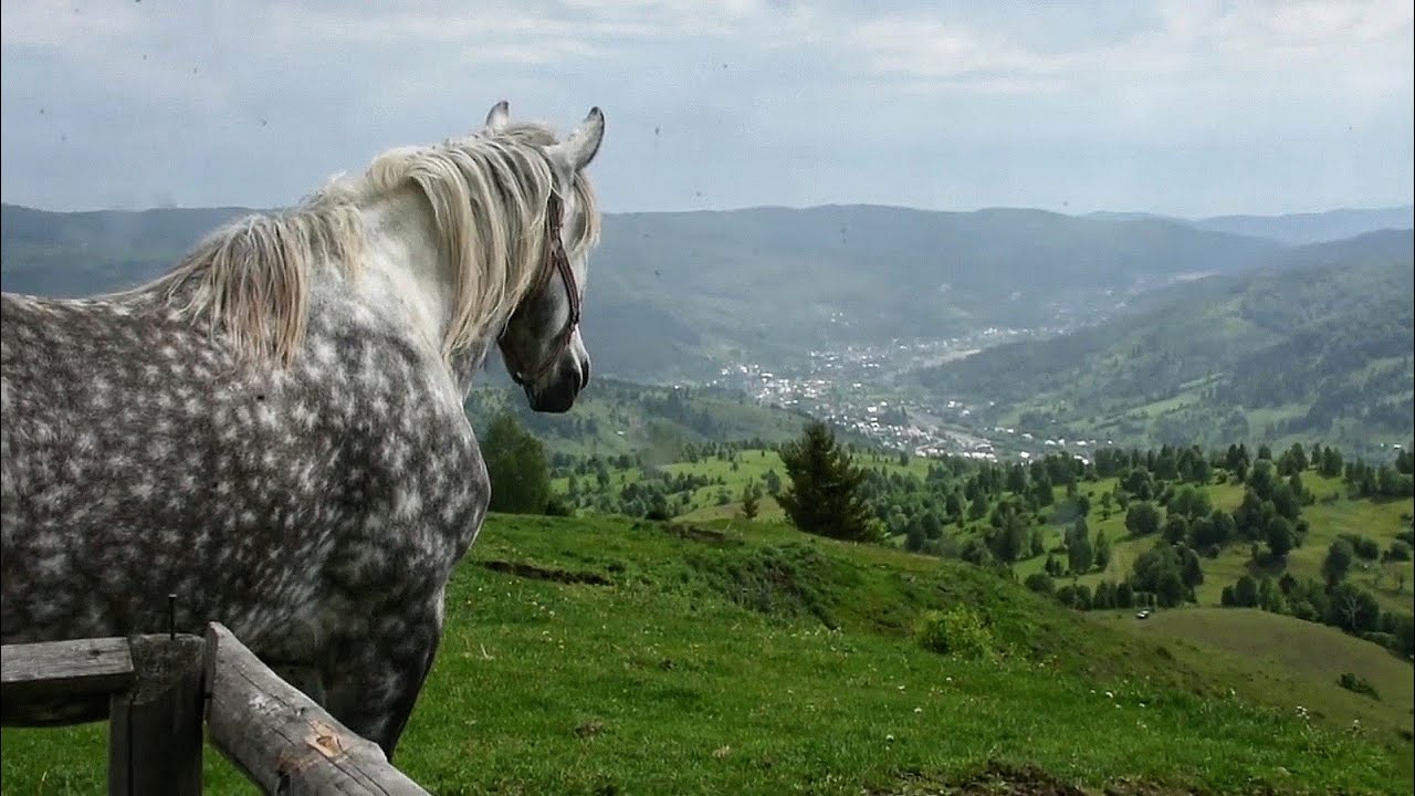 Stana lui Dochita de la Pipirig/Priveliste deosebita/Cum se prepara ciorba cu jintuit