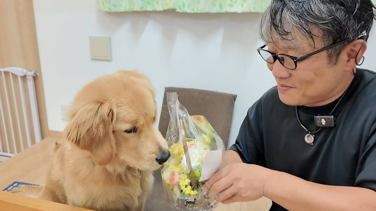 Nephew [Golden Retriever Japan] - YouTube