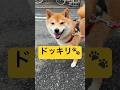 ルンルン歩き可愛すぎる🤦‍♀️💕#柴犬 #豆柴 #shibainu #犬 #犬のいる暮らし #shorts