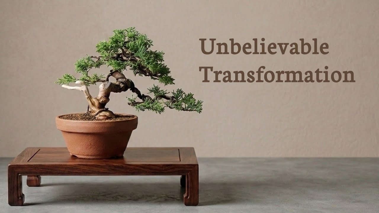 How to Turn a Tiny Juniper Into a Stunning Semi-Cascade Bonsai