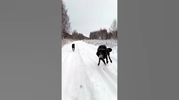 когда волк на радости сбивает тебя с ног XD  #волкдома #канадскийволк #wolf #canadianwolf #blackwolf
