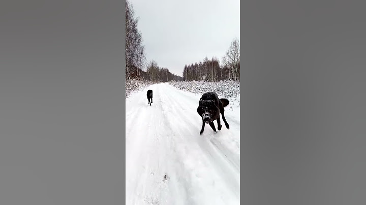 когда волк на радости сбивает тебя с ног XD  #волкдома #канадскийволк #wolf #canadianwolf #blackwolf