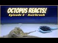 Octopus Reacts to Hairbrush - Episode 3