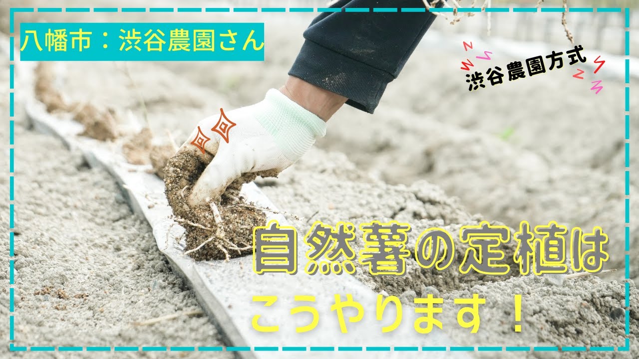 自然薯の定植方法をレクチャーしてもらいました！