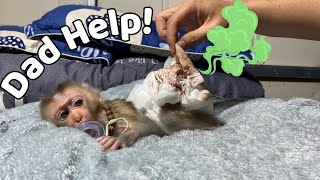 Poor baby monkey ziri abandoned by his owner how is he now?