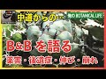 ブラック&ブルー あのBBはどうなったか?薬害・後遺症・伸びた葉など そして選挙の話し少し 中道からの電話